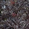 Black Lace® Elder #2 - Image 3